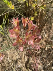 Alstroemeria hookeri