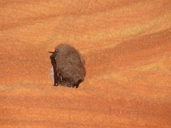 Myotis daubentonii
