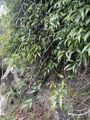 Rubus schmidelioides