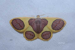 Plutodes cyclaria