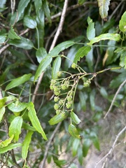 Rubus schmidelioides