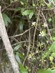 Scandia geniculata