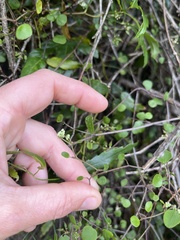 Scandia geniculata
