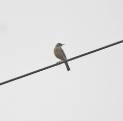 Anthus godlewskii