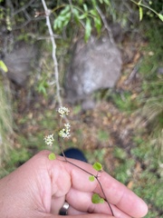 Scandia geniculata