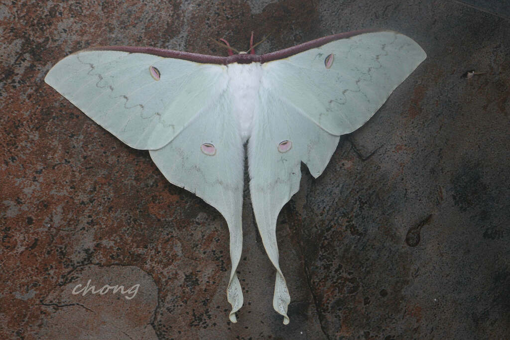 Moon Moths from 中国海南省五指山市 on January 24, 2022 at 07:53 PM by 虫虫 ...