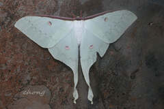 Actias
