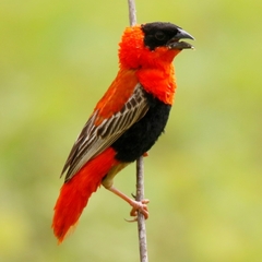 Euplectes franciscanus