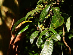Guioa acutifolia