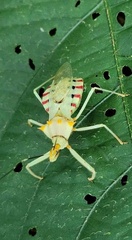 Ploeogaster