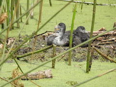 Fulica atra