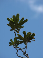 Pittosporum croceum