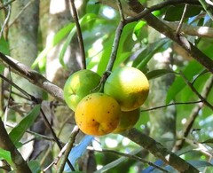 Siphonodon membranaceus