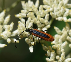 Stenoderus suturalis