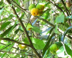 Siphonodon membranaceus