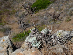 Dudleya greenei
