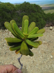 Pittosporum croceum