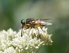 Pangoniinae