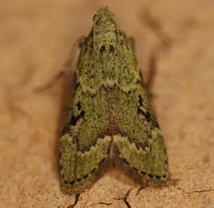 Heteromicta tripartitella