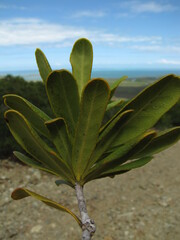 Pittosporum croceum