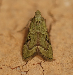 Heteromicta tripartitella