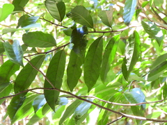 Siphonodon membranaceus