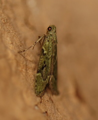 Heteromicta tripartitella