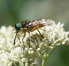 Pangoniinae