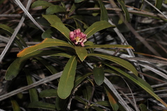 Pittosporum croceum