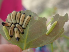 Paropsisterna cloelia