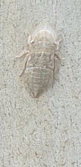 Ledromorpha planirostris