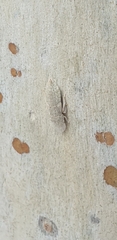 Ledromorpha planirostris