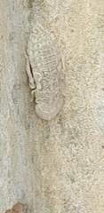 Ledromorpha planirostris