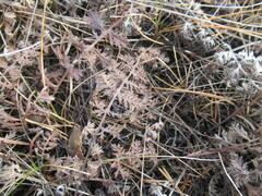 Artemisia tanacetifolia