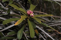 Pittosporum croceum