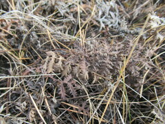 Artemisia tanacetifolia