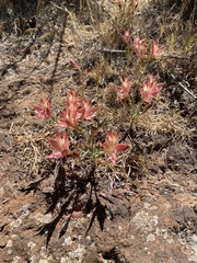 Alstroemeria hookeri