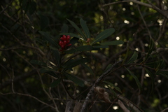 Pittosporum croceum