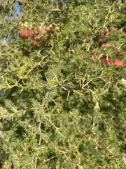 Vachellia caven