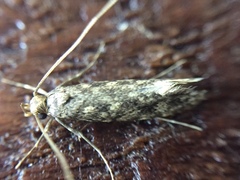 Lindera tessellatella