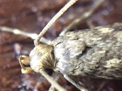 Lindera tessellatella