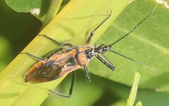Gminatus