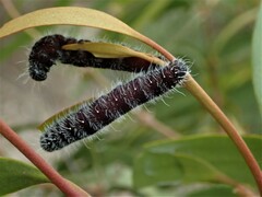 Delias harpalyce