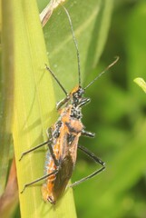 Gminatus