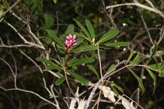 Pittosporum croceum