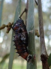 Delias harpalyce
