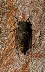 Atrapsalta furcilla