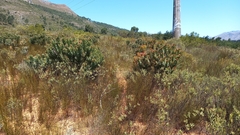 Leucadendron daphnoides