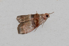 Pococera militella