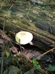 Agrocybe acericola